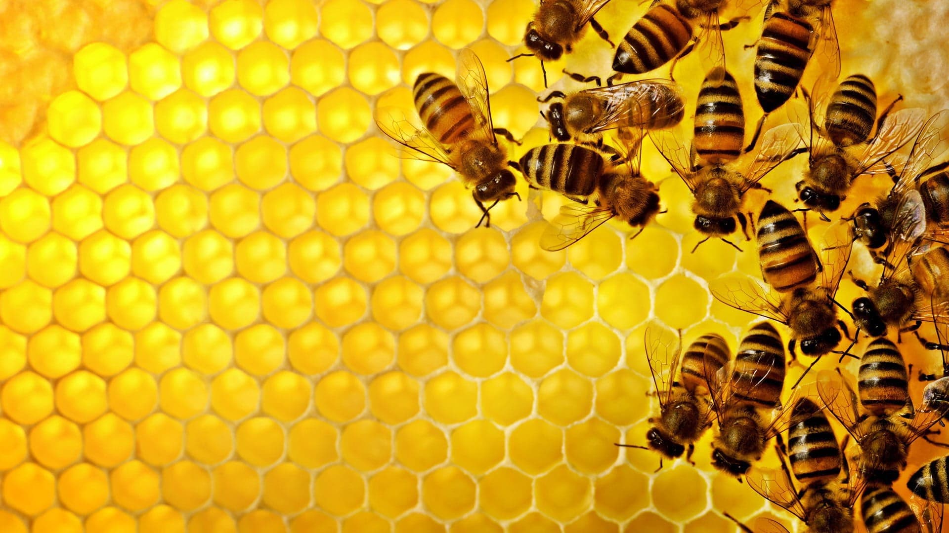Honey